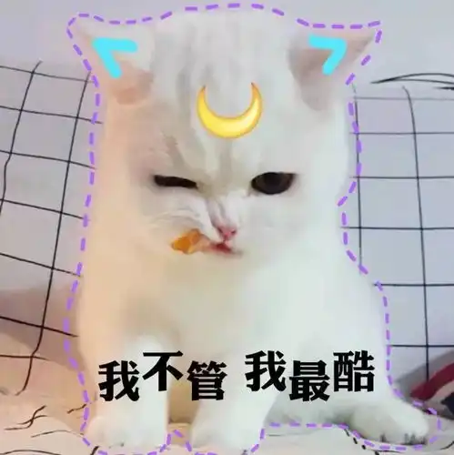 你那么想谈恋爱,大概是因为没养过猫吧
