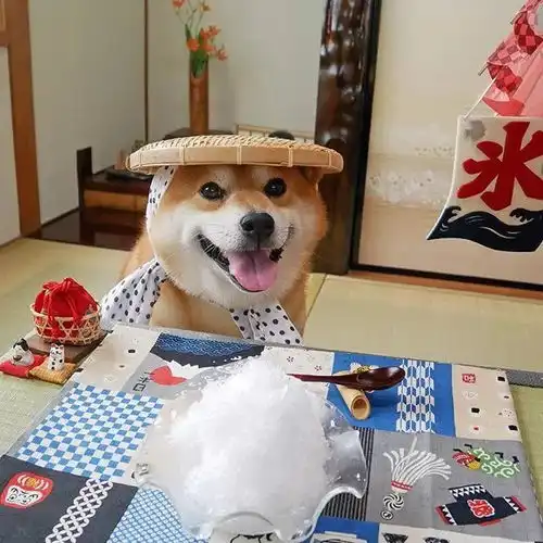 这只网红汪,承包我一年的头像
