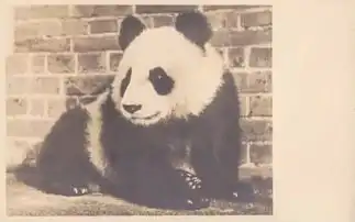 战火纷飞的年代,有一只熊猫曾治愈过英国人民的心灵
