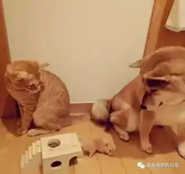 网友家里的狗狗和猫咪原本不能和平相处,但自从养了一只仓鼠后画风就变成了这样
