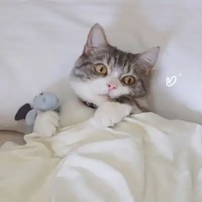 猫咪情头,动物也是有灵性有爱的
