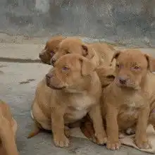 惠友特种养殖场
