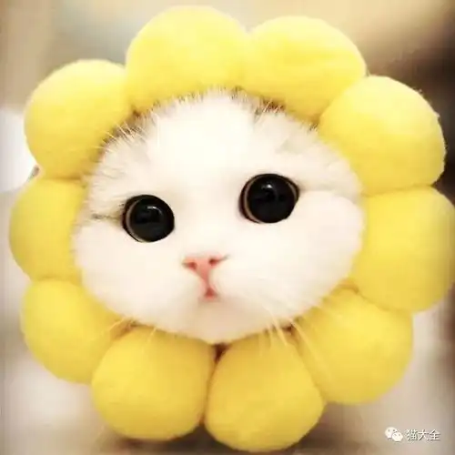 护眼宝典猫咪结膜炎防治全知道
