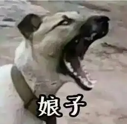 两只狗的表情包娘子啊哈
