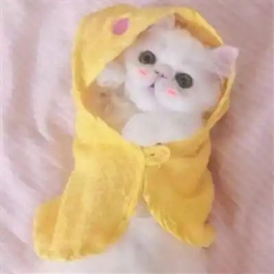 猫的情侣头像一左一右一对两张不带人猫咪情侣头像
