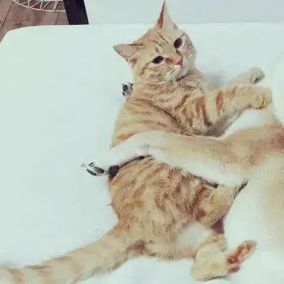 猫狗情侣头像一左一右最新微信萌宠情侣头像搞怪可爱
