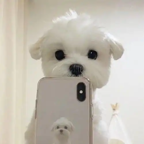 壁纸梦中情狗
