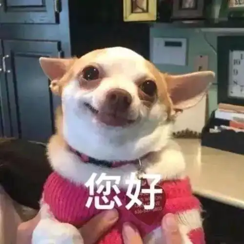 微信萌宠头像可爱呆萌动物头像
