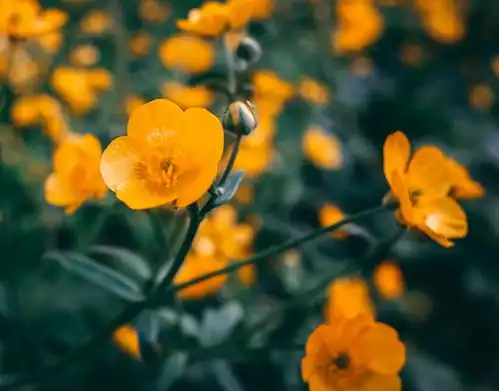 7月,相思难断,良缘再现,不负红尘,3星座兜兜转转,破镜重圆爱得
