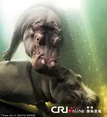 美摄影师拍摄水族馆河马嬉闹精彩罕见图片高清组图
