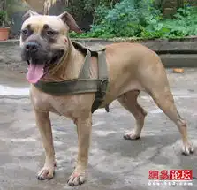 盘点世界上六种最凶猛的狗
