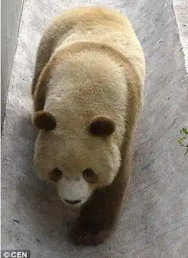 陕西发现罕见棕色熊猫震惊世界
