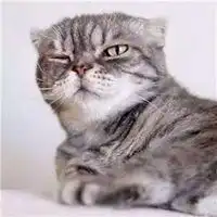 抖音最火的社会猫图片高清抖音社会猫霸气头像
