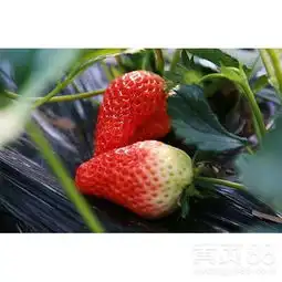 西藏新品种草莓苗单果重量