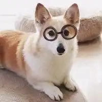 好看的狗狗微信头像大全微信头像图片大全
