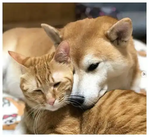 本一柴犬以为自己是猫,每天和橘猫混一起,画风变成了这样..
