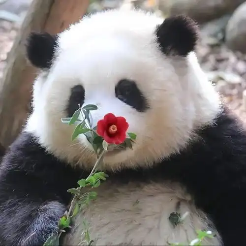 值得长期用的微信头像来了
