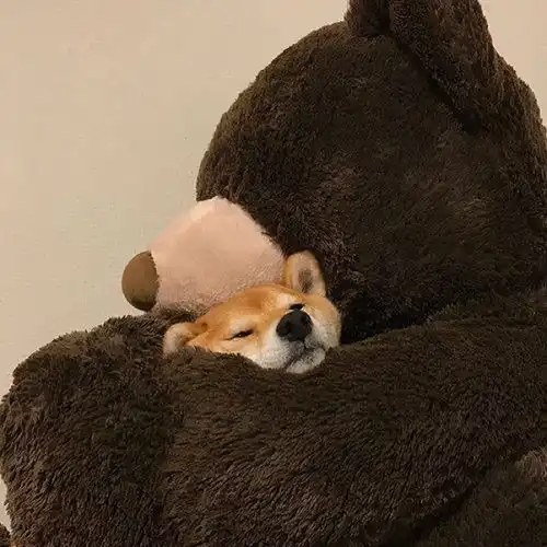 为什么网上好多柴犬吃白菜,平时喂养需要素菜吗
