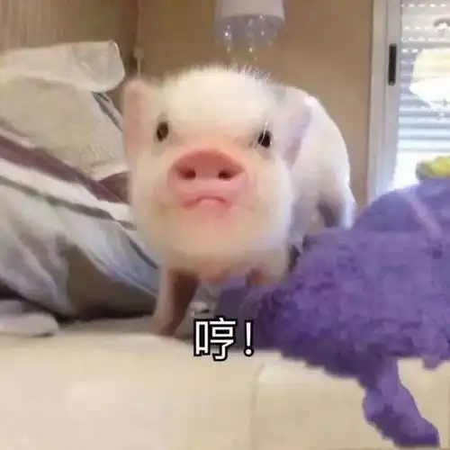 抖音2019必备新年头像2019猪年头像大全分享
