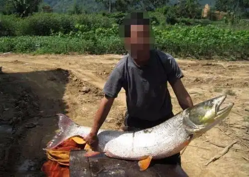 我们乡下人叫它黄钻鱼,被视为养殖业中的害鱼之首
