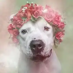 温柔野兽,谁说猛犬不柔情
