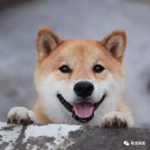 笑嘻嘻的柴犬君,带给你一天的好心情

