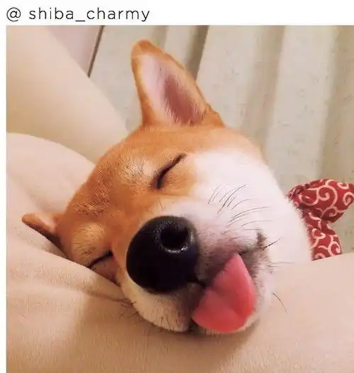 帅气可爱不管哪一个都超级喜欢的超萌柴犬
