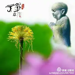 禅意莲花
