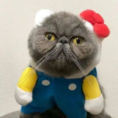 可爱又萌的小猫咪来了,动物搞笑情侣头像
