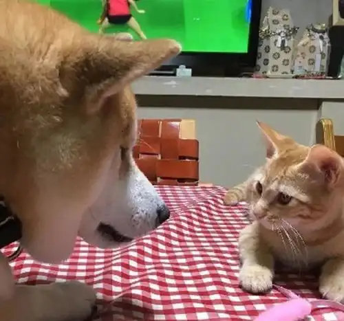 暖柴柴最爱的猫咪不幸去世了,当它再遇到一只橘猫时
