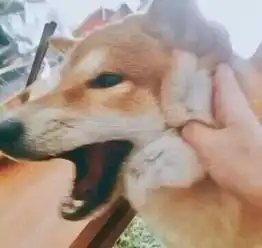 一组猫咪的情侣头像,够沙雕
