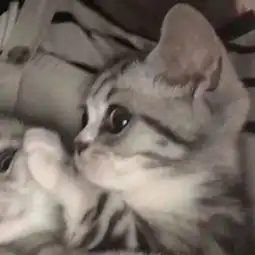 超好看的情侣头像
