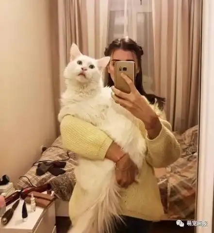 一枚喜欢主人抱抱的大白猫咪,真是粘人
