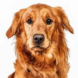 dogface千姿百态的宠物狗照片美国barbaraobrien动物摄影师作品
