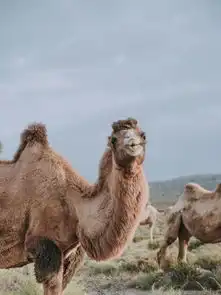 这对异想天开的小情侣把家装进4房车,7个月环游了大半个中国
