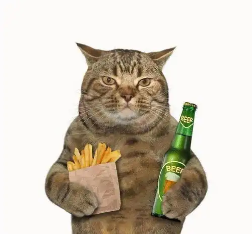 猫大队在哪儿
