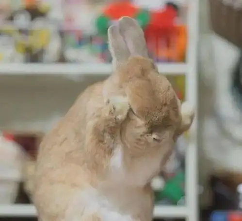 禁止卖萌
