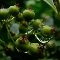 雨后空气清新的心情说说配图微信头像图片大全
