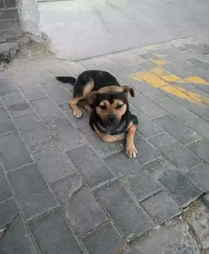 这些狗承包了我一个月的笑点
