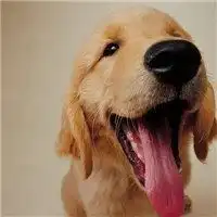 好看的微信头像小狗萌微信头像图片大全
