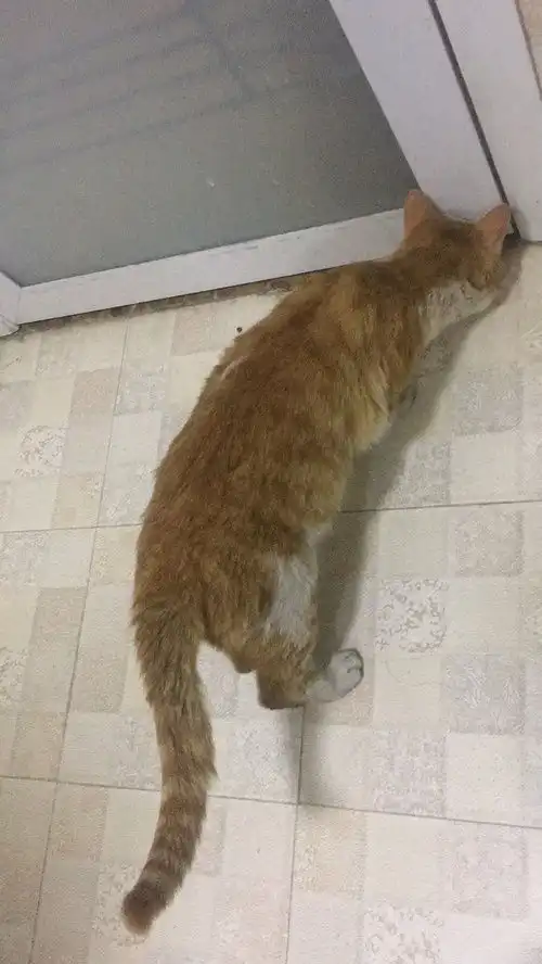 西安小橘猫求领养
