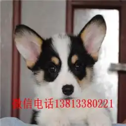 三亚哪里有卖柯基犬纯种柯基多少钱哪里能买到纯种柯基三色两色柯基犬
