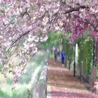 在樱花树下等你头像微信头像图片大全
