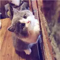 可爱猫狗简单头像呆萌的漂亮猫狗
