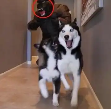 主人假扮大猩猩整蛊二哈,狗子瞬间被吓成表情包,太搞笑了
