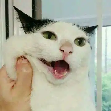 喜欢猫猫狗狗的小伙伴不可错过的萌宠情侣头像

