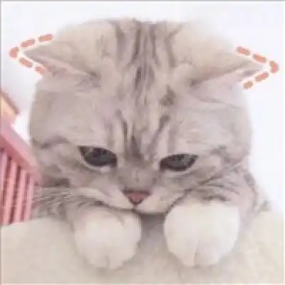 动物头像吖
