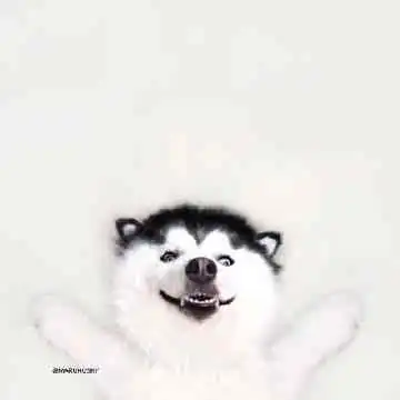 世界上最治愈的狗狗竟然是它,实在是想不到呀
