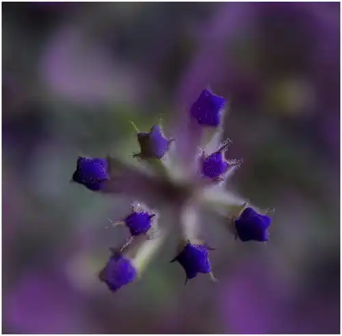 射手座的爱情,穿星射月的寻梦之箭,滔天烈焰中的璀璨钻石
