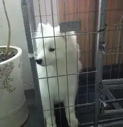 小狗越狱被发现立刻表现出惊人演技组图
